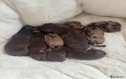 Miniature Dachshund dogs for sale: KC Reg Miniature Dachshund Puppies - Image 12