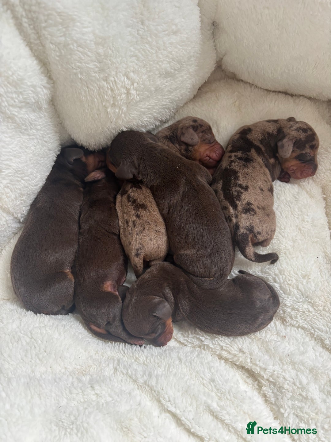 Miniature Dachshund dogs for sale: KC Reg Miniature Dachshund Puppies - Image 12