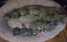 French Bulldog dogs for sale: Healthy and great looking litter. KC registered. - Image 8
