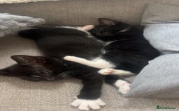 Mixed Breed cats for sale: beautiful kittens  - Image 18