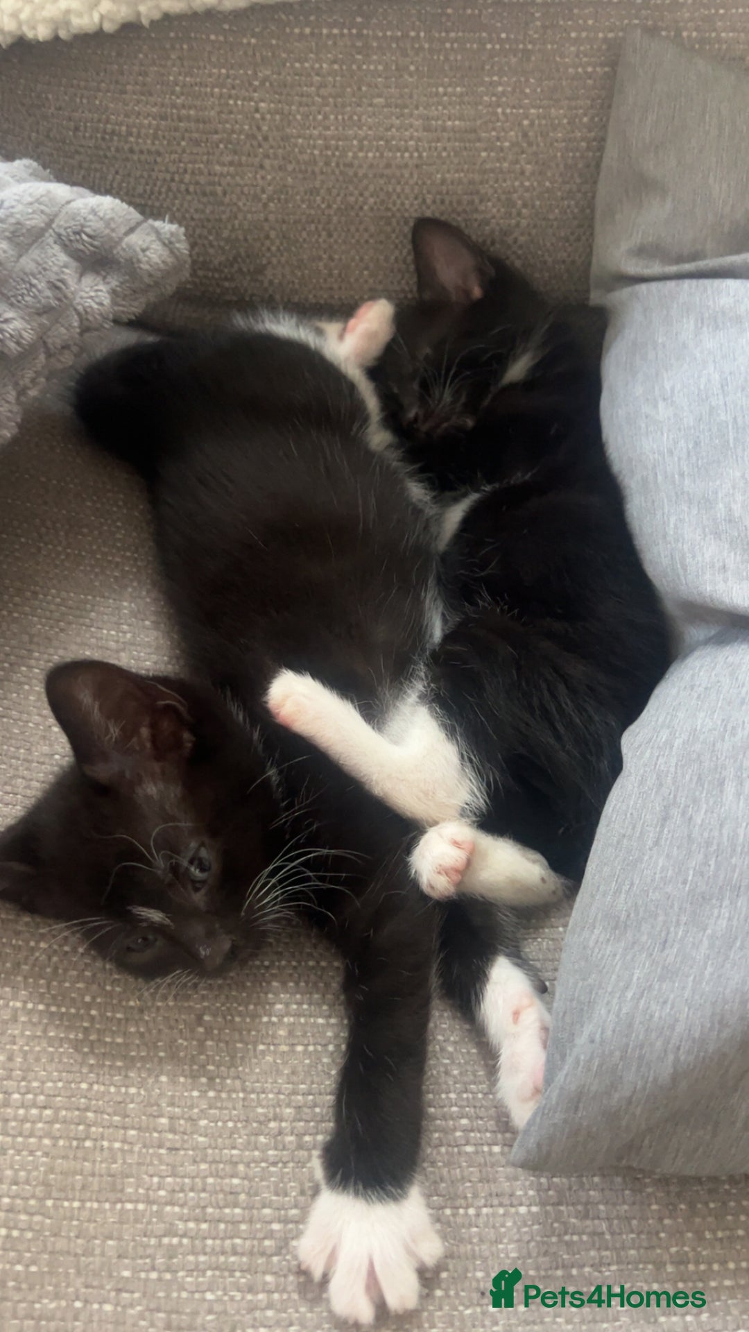 Mixed Breed cats for sale: beautiful kittens  - Image 18