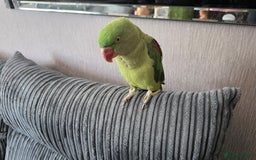 Parrots birds for sale: Alexandrine parrot Ready now  - Image 4