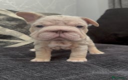 French Bulldog dogs for sale: High Quality French Bulldog Puppies  - Image 26