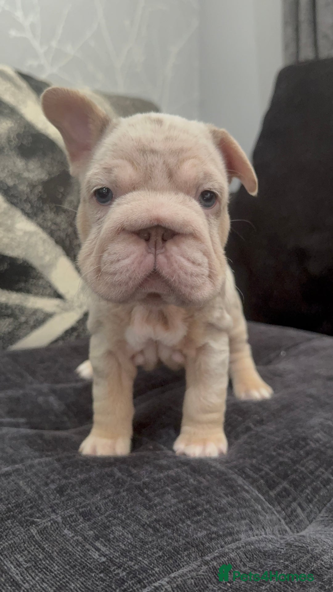 French Bulldog dogs for sale: High Quality French Bulldog Puppies  - Image 26