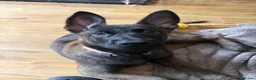Belgian Shepherd Dog dogs for sale: last Belgian shepherd Harry READY TO GO - Advert 6