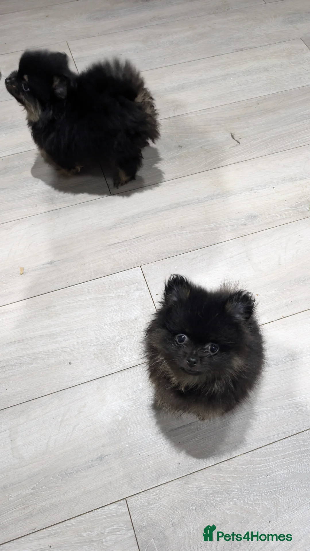 Pomeranian dogs for sale: Small Lond Haired Girl Poms in London - Advert 5