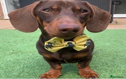 Dachshund dogs for stud: Proven Choc and Tan Dachshund for Stud in Swindon - Image 2
