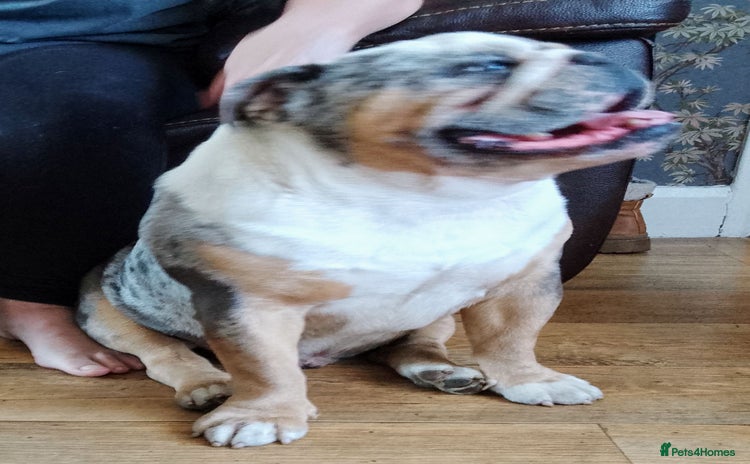 Olde English Bulldogge dogs - Advert 3