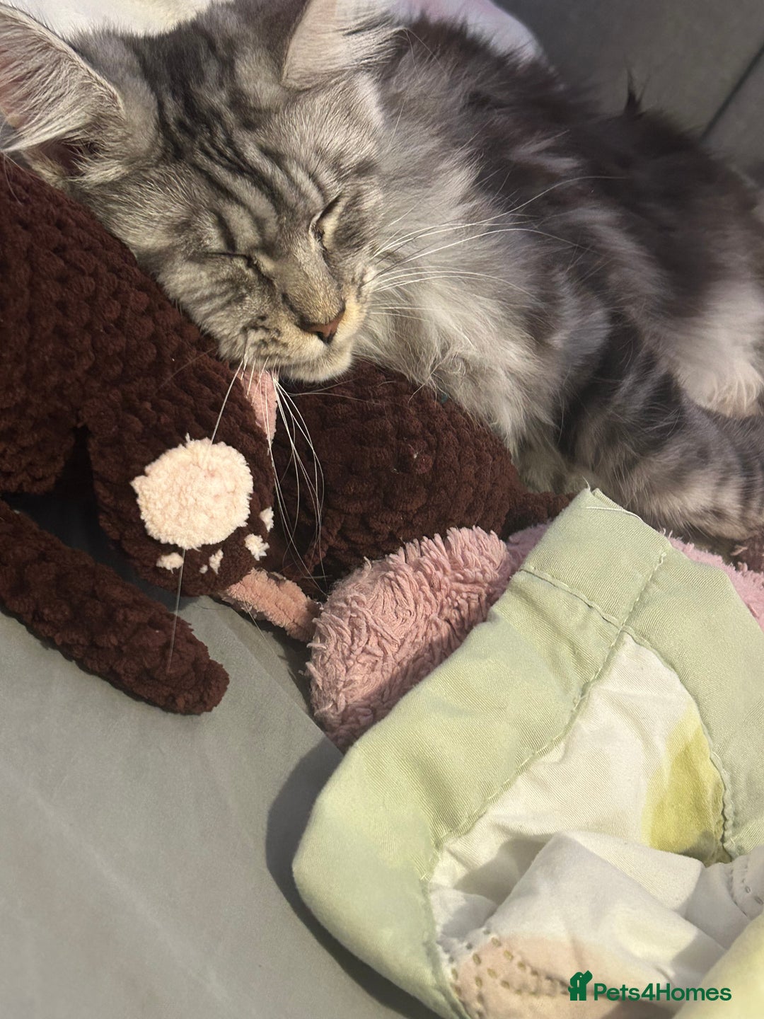 Maine Coon cats for sale: Active Maine Coon Breeding Queen - Image 3