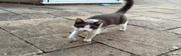 Ragdoll cats for sale: Male ragdoll x BSH 11months - Advert 6