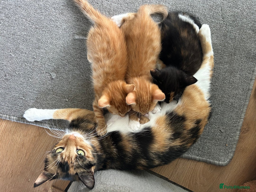 Mixed Breed cats for sale: Only little girl left  - Image 6