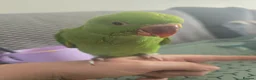 Ringnecks birds for sale: I have ready baby hand reared ring neck  - Advert 2