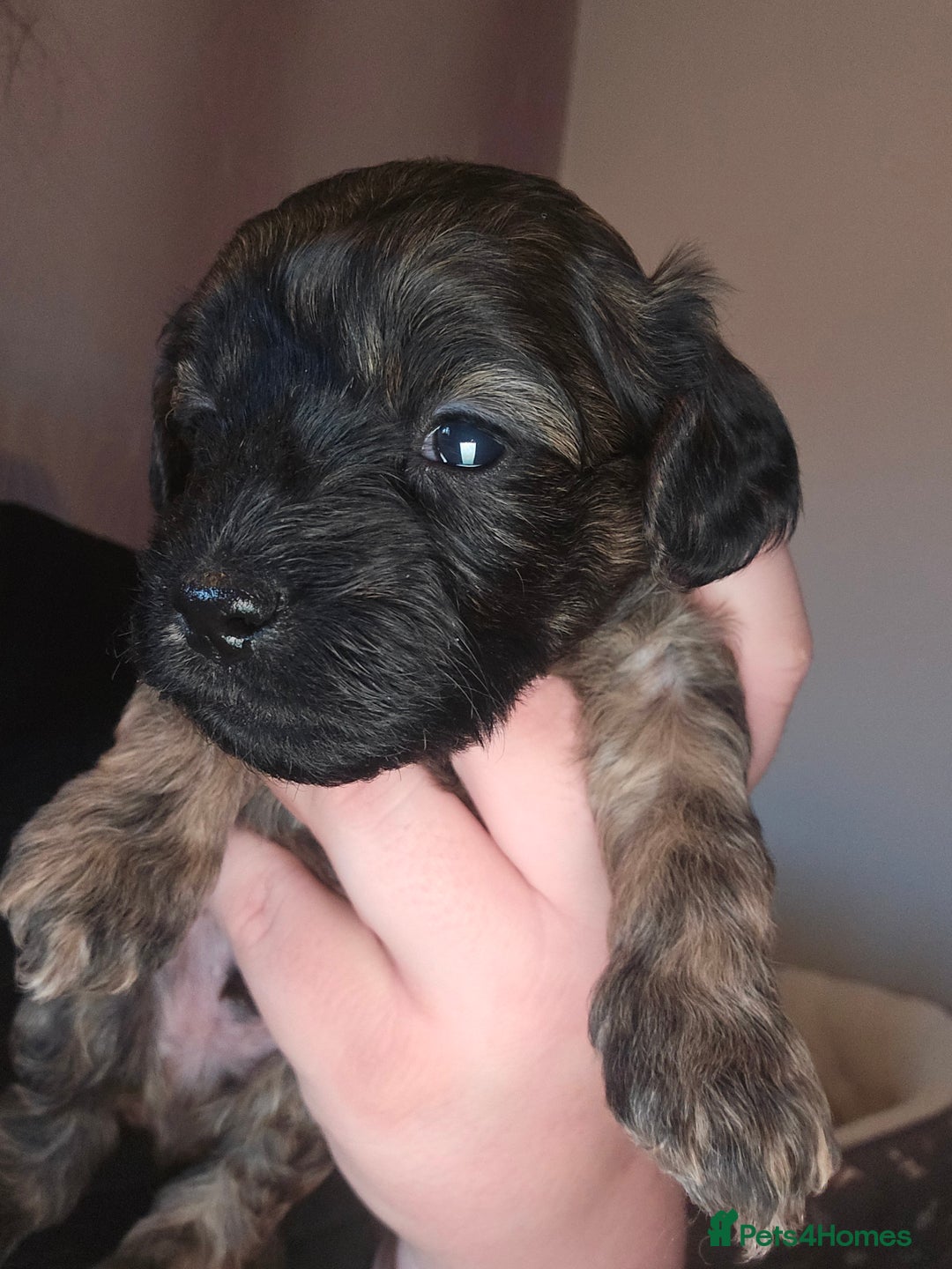 Shihpoo dogs for sale: 🐾REDUCED 2 Boys £800 - Shihpoo Puppies🐾 - Advert 20