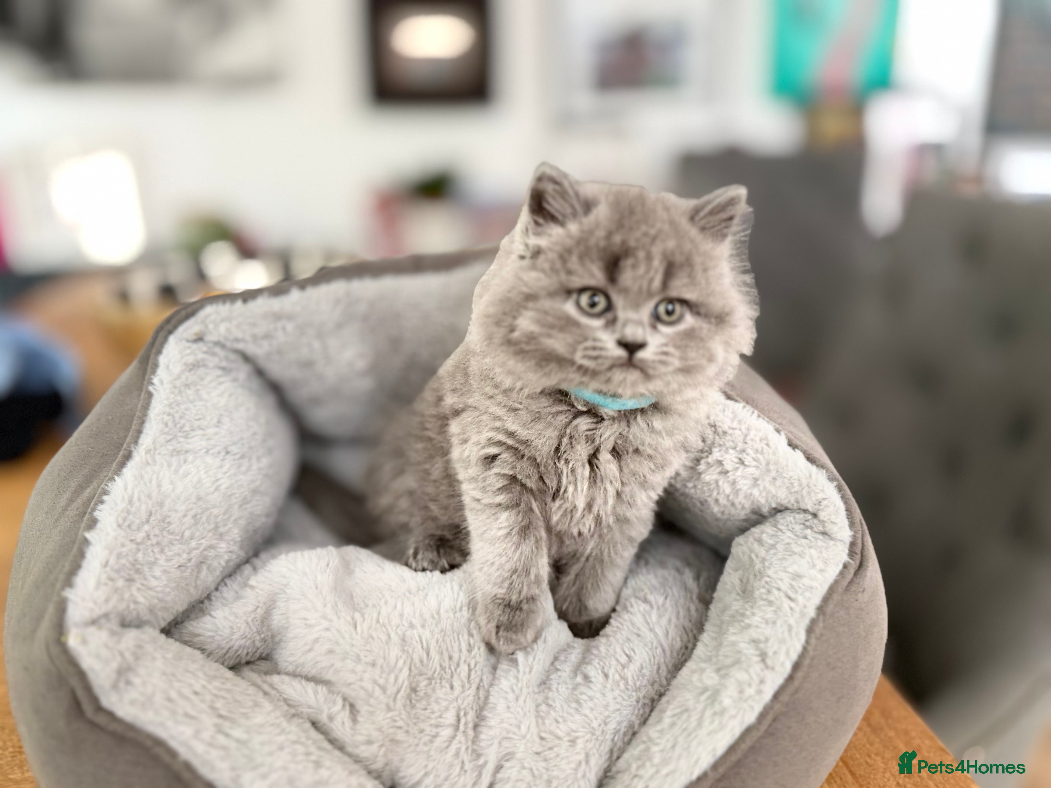 Scottish Fold cats for sale: 5 beautiful Scottish Fold’s kittens  - Advert 21