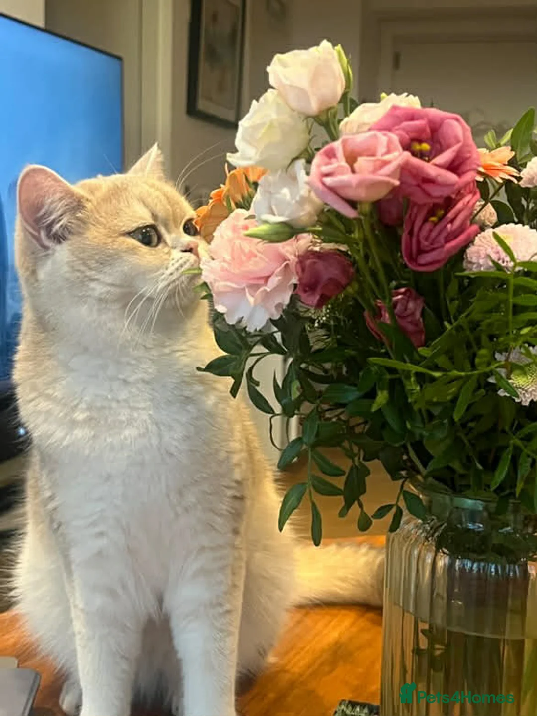 Scottish Fold cats for sale: [TICA] Stunning Golden Blue Chinchilla (BSH Type) - Advert 2