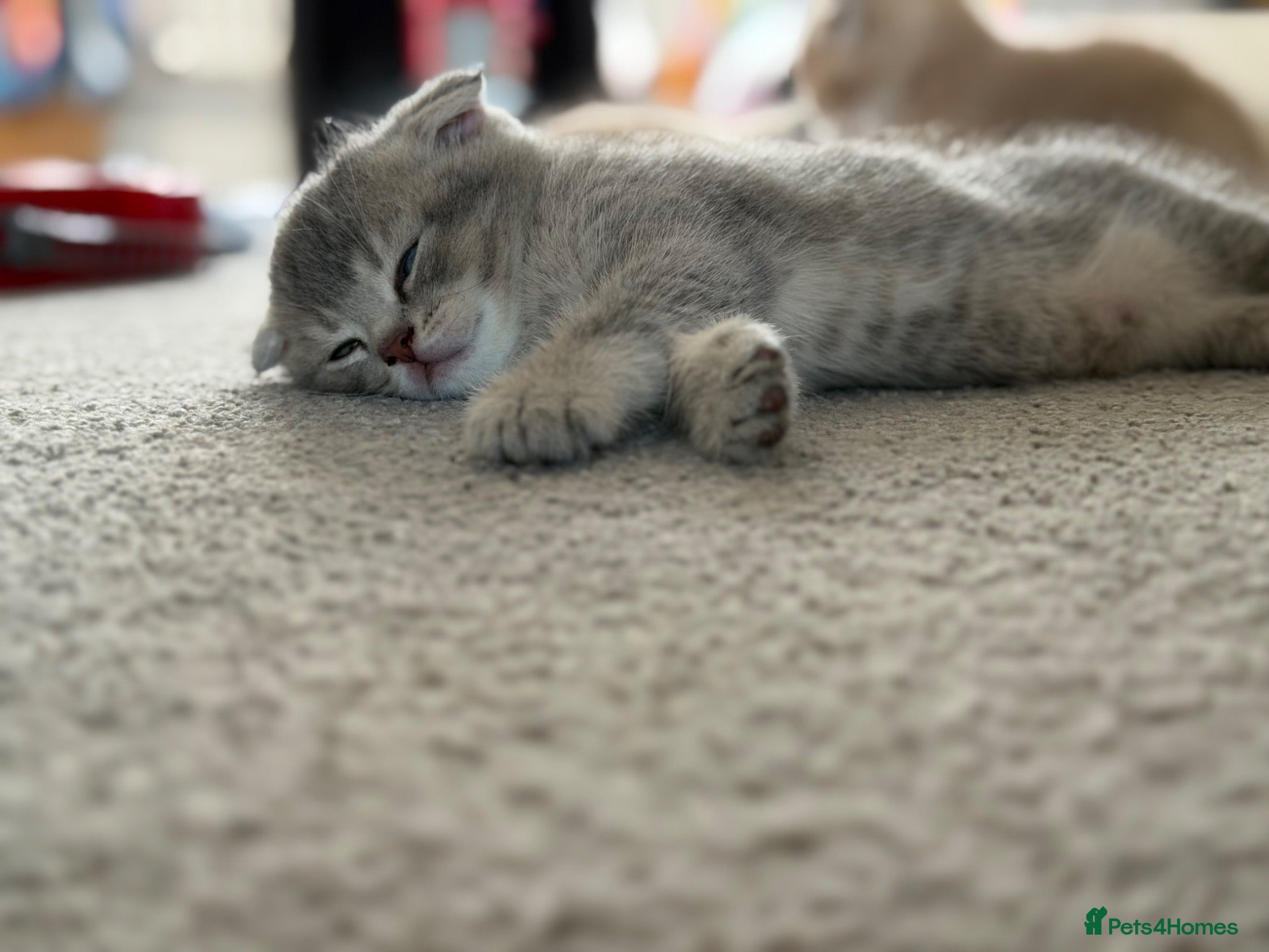 Scottish Fold cats Full Pedigree Beautiful Scottish Fold Kittens tica - Advert 2