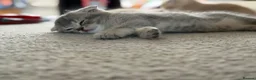 Scottish Fold cats for sale: Full Pedigree Beautiful Scottish Fold Kittens tica - Advert 12