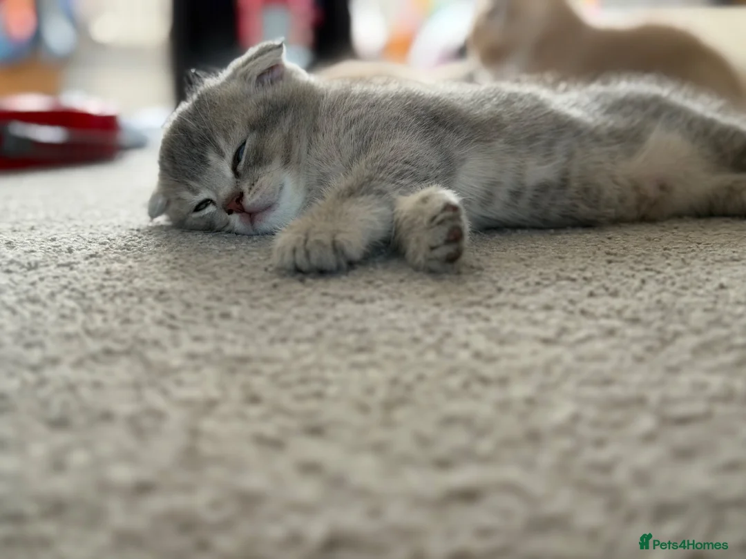 Scottish Fold cats for sale: Full Pedigree Beautiful Scottish Fold Kittens tica - Advert 2