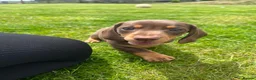 Miniature Dachshund dogs for sale: ⭐️ last boy left ⭐️ 🐶 ready to find his home ⭐️ - Advert 7