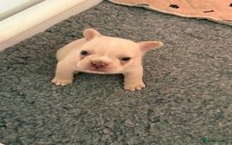 French Bulldog dogs for sale: French Bulldog Puppies - Advert 5