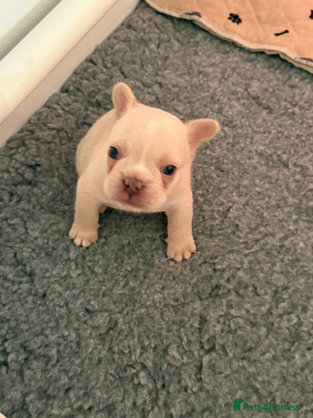 French Bulldog dogs for sale: French Bulldog Puppies - Advert 5