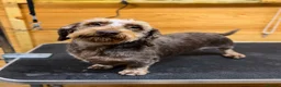 Miniature Dachshund dogs for stud: Choc & Tan Miniature wire haired Dachshund stud - Advert 1