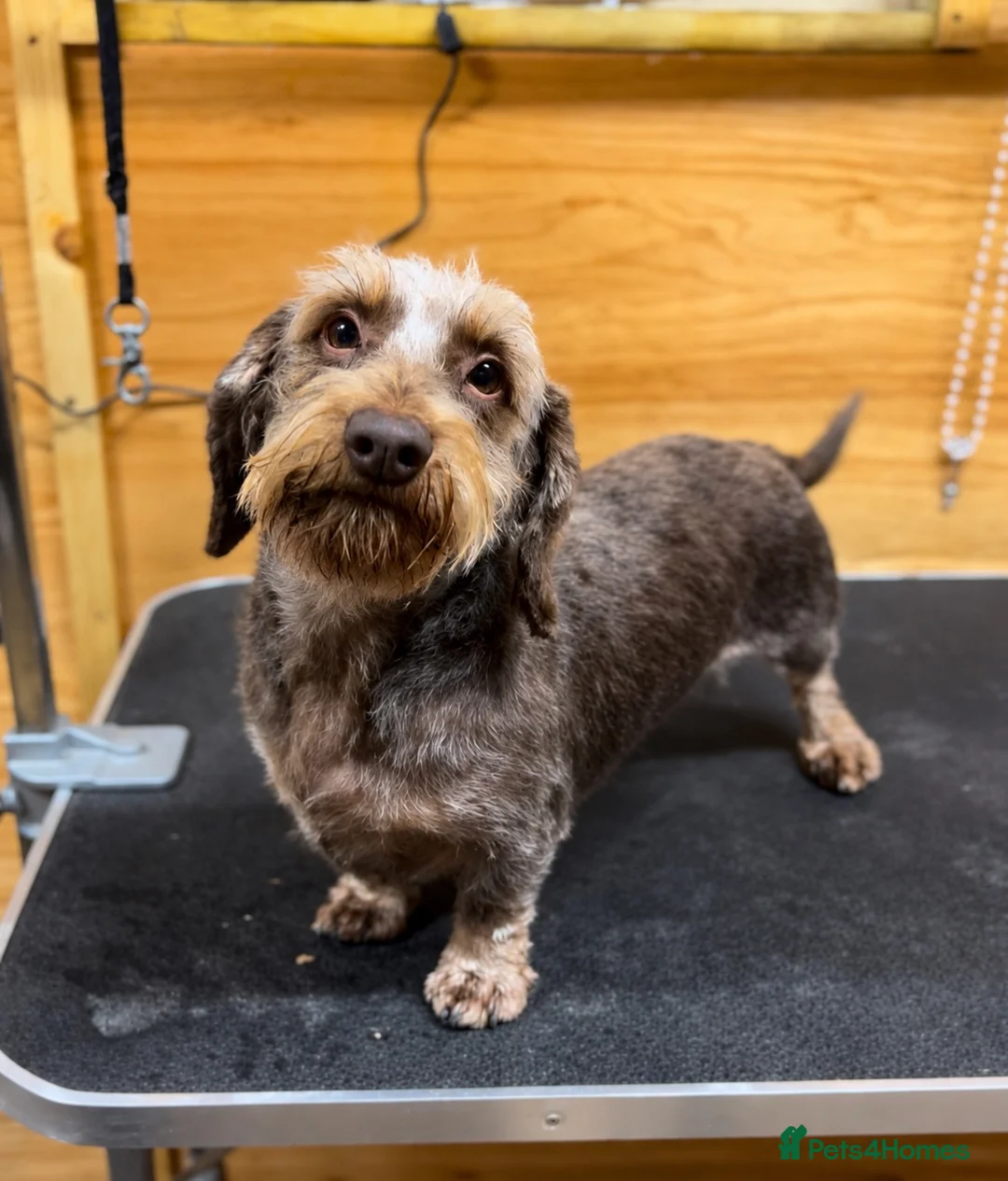 Miniature Dachshund dogs for stud: Choc & Tan Miniature wire haired Dachshund stud - Advert 1
