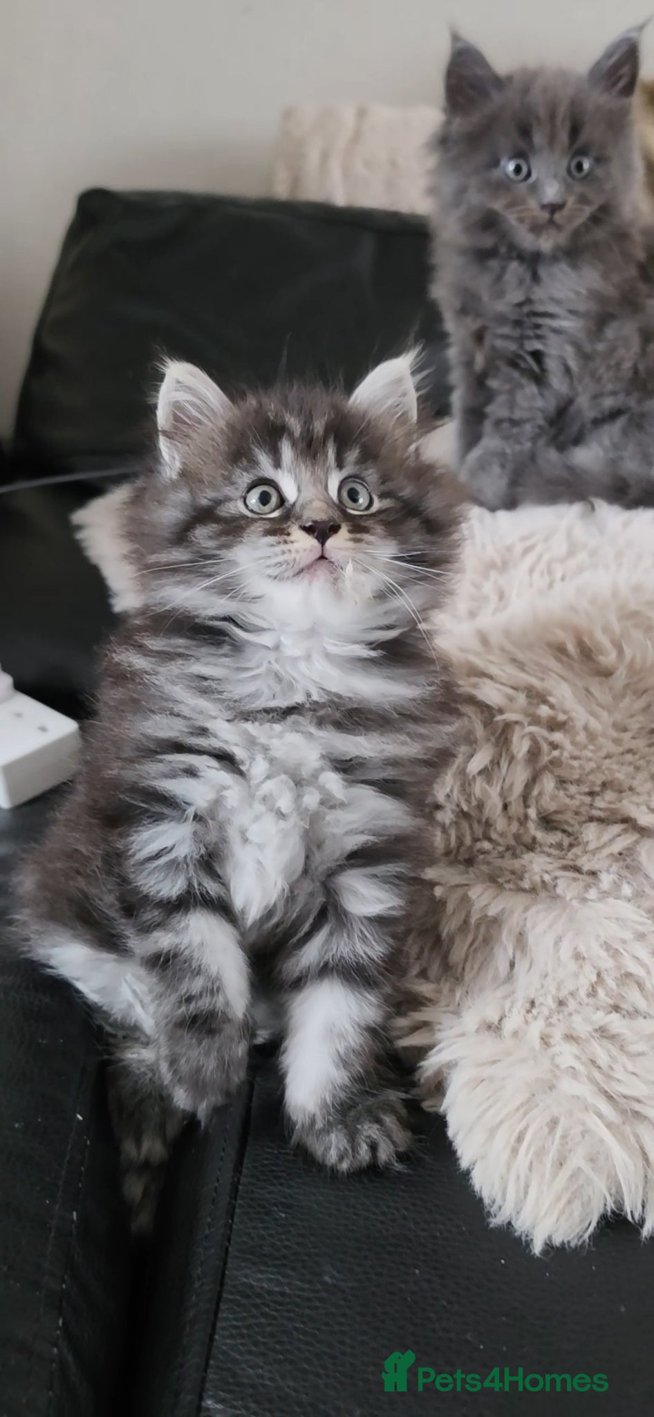 Maine Coon cats for sale: Maine coone &Bsh amazing personality kittens 😸  - Advert 7