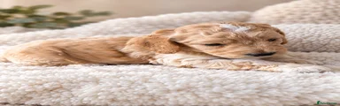 Cockapoo 1