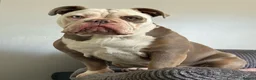 Olde English Bulldogge dogs for sale: 12m old English bulldog female  - Advert 9