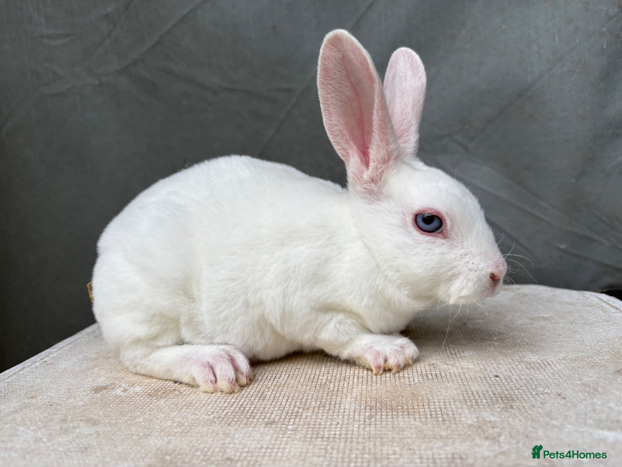 Rex rabbits Vienna Mini Rex male - Advert 10