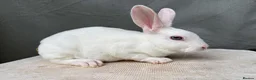 Rex rabbits for sale: Vienna Mini Rex male - Advert 1