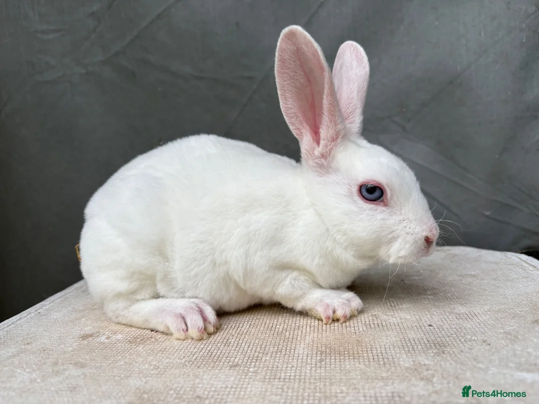 Rex rabbits for sale: Vienna Mini Rex male - Advert 1
