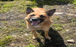 Mixed Breed dogs for sale: Collie/shepherd mix pups  - Image 11