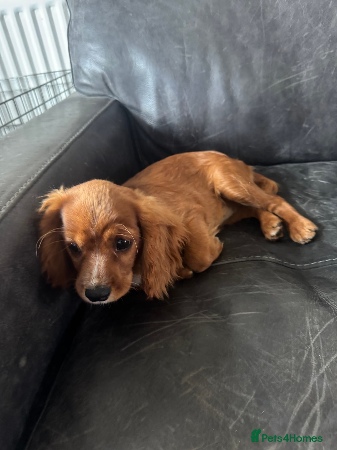 Cavalier King Charles Spaniel dogs for sale: Cavalier King Charles  - Image 2