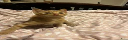 Mixed Breed cats for sale: 🐱 4 Kittens & Their Mum Looking for a Loving Home in Enfield - Advert 12