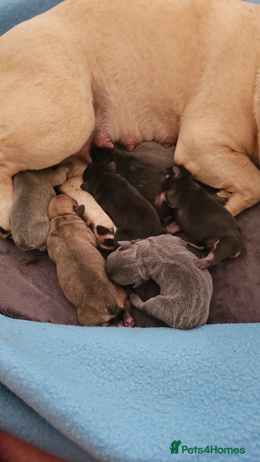 French Bulldog dogs for sale: ⚡️Exquisite 🌈 Pedigree French Bulldog Puppies ⚡️ - Image 27