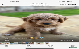 Goldendoodle dogs for sale: GOLDENDOODLE WITH A DIFFERENCE - Image 15
