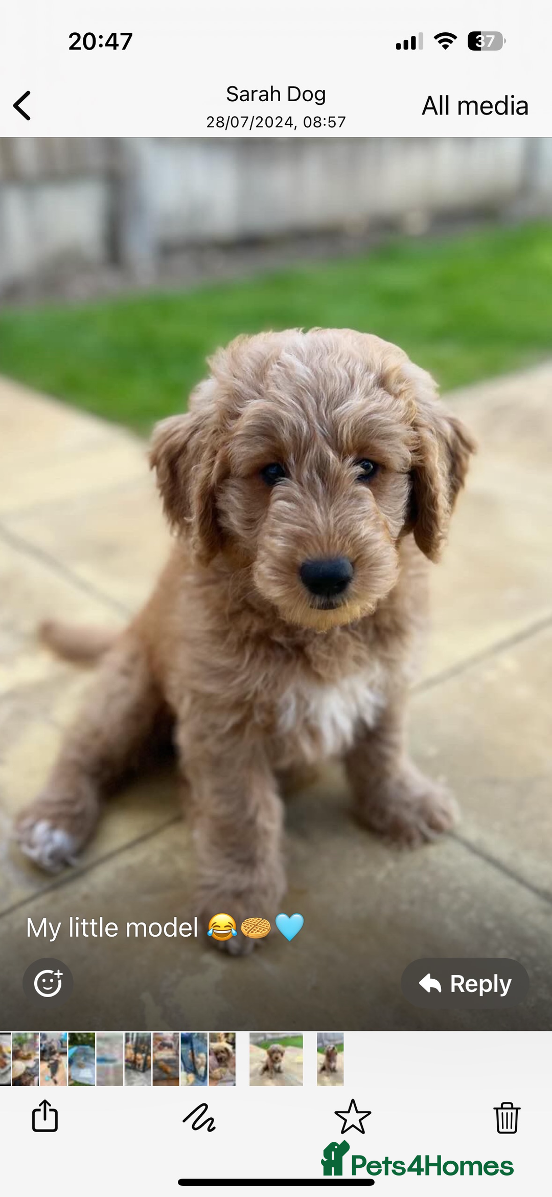 Goldendoodle dogs for sale: GOLDENDOODLE WITH A DIFFERENCE - Image 15