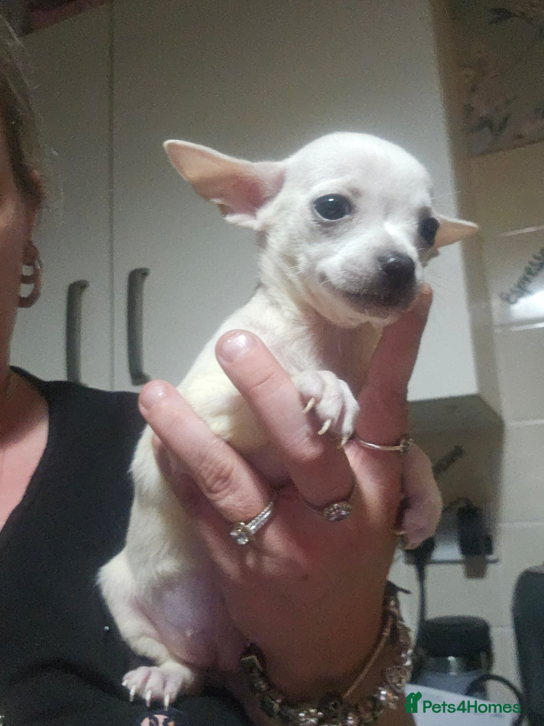 Chiweenie dogs for sale: Chihuahua cross dachshund puppy - Image 2