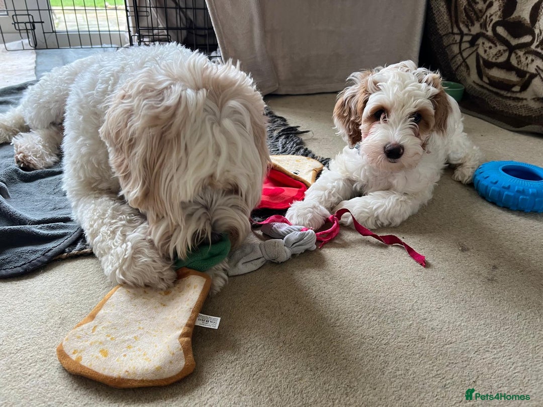 Australian Labradoodle dogs for stud: Proven extensively health tested gorgeous stud - Image 18