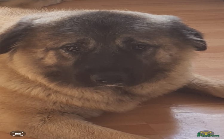 Caucasian Shepherd Dog dogs - Advert 1