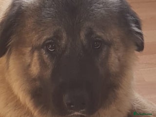 Caucasian Shepherd Dog dogs - Advert 2