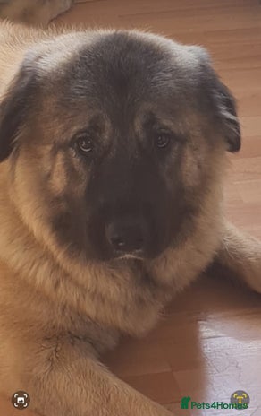 Caucasian Shepherd Dog dogs - Advert 3