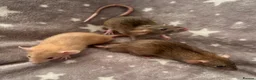 Rat rodents for sale: Baby Dwarf Dumbo Rats-Male and Female  - Advert 6