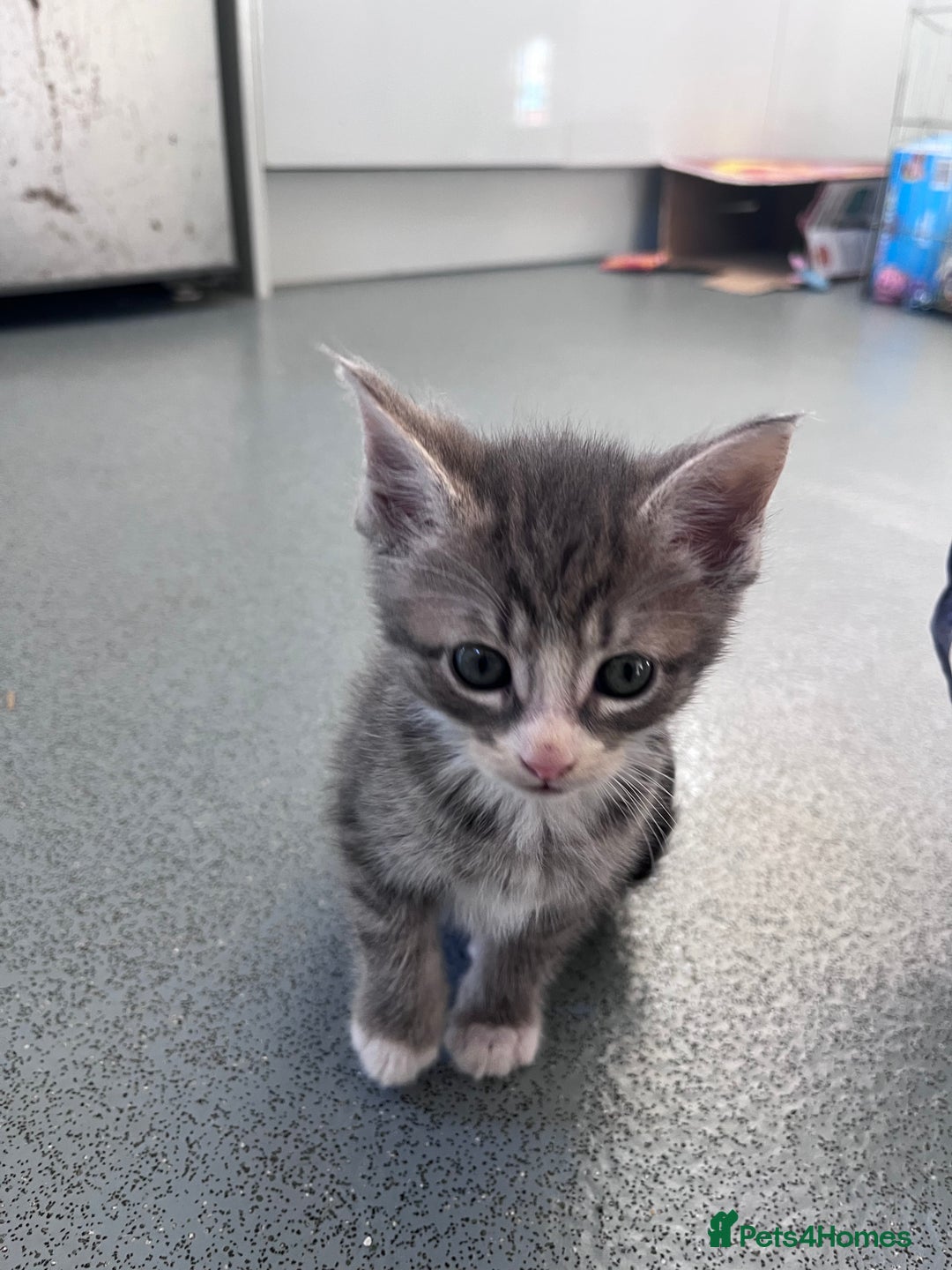 Mixed Breed cats for sale: Mainecoon/Bengal X kittens - Image 12
