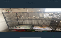 Budgerigars birds for sale: 2 budgies and all accessories/equipment   - Image 5