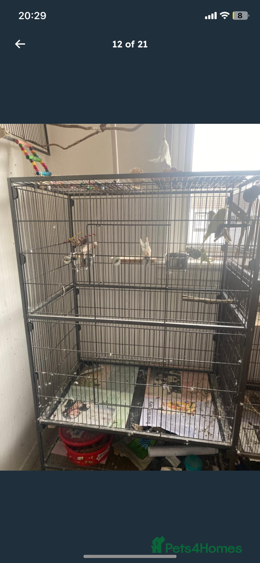 Budgerigars birds for sale: 2 budgies and all accessories/equipment   - Image 5