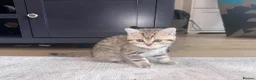 Scottish Fold cats for sale: Scottish fold kittens in London - Advert 3