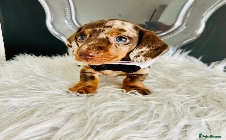 Miniature Dachshund dogs - Advert 1